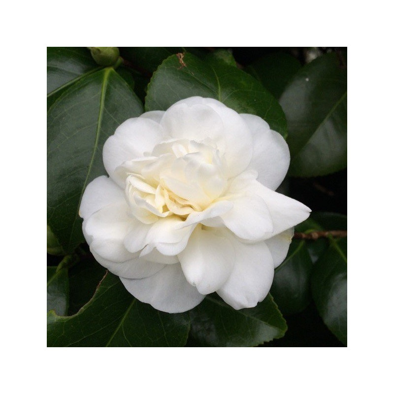 Camellia nobilissima