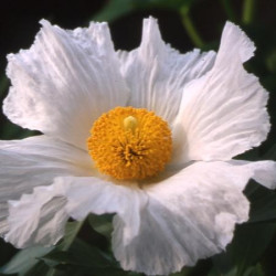 Romneya coulteri