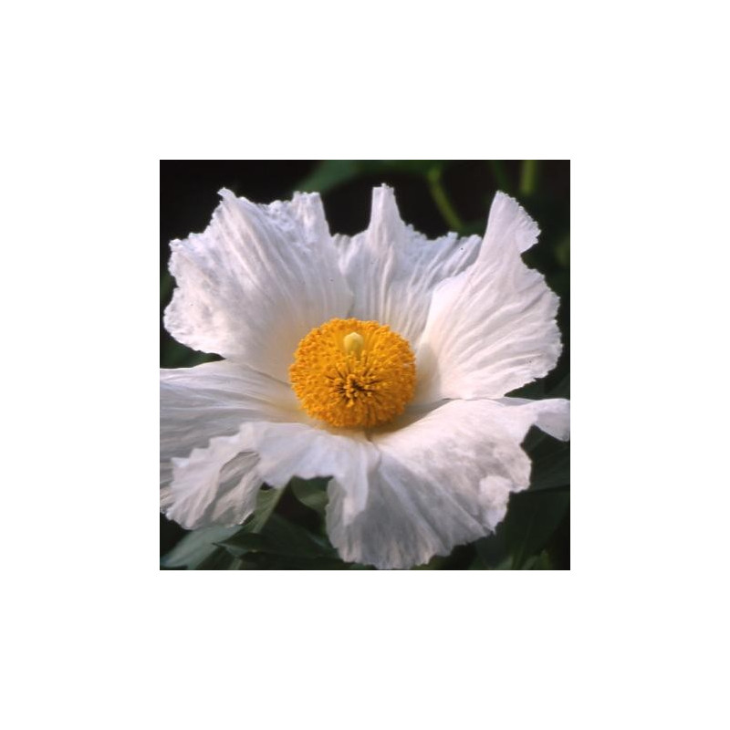 Romneya coulteri