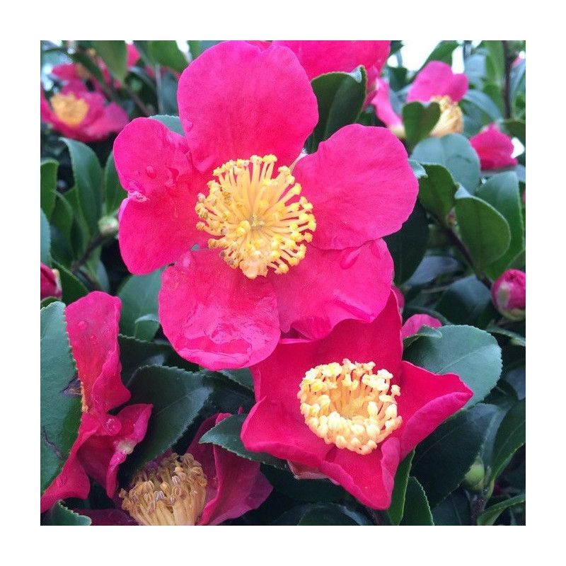 Camellia yuletide