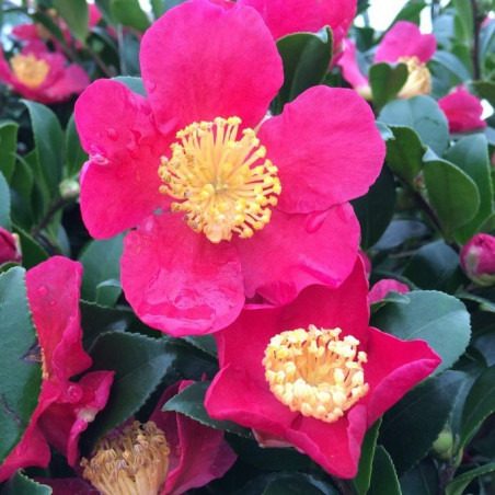 Camellia yuletide