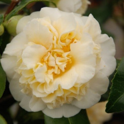 Camellia Jury's yellow