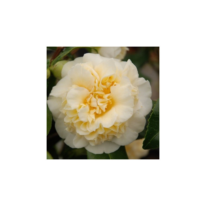 Camellia Jury's yellow