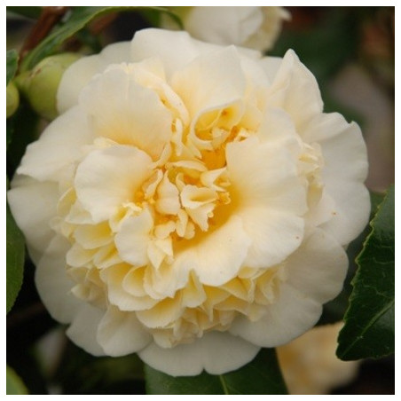 Camellia Jury's yellow