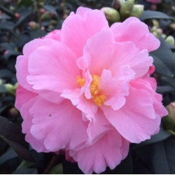 Camellia lovely lady