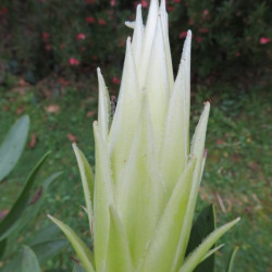 Protea white crown