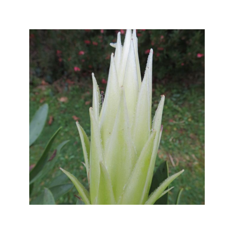 Protea white crown