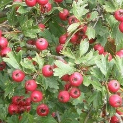 Crataegus azarolus (red)