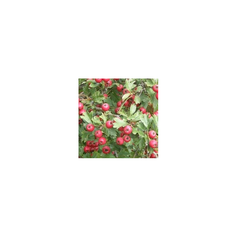 Crataegus azarolus (red) Crataegus azarolus (red)