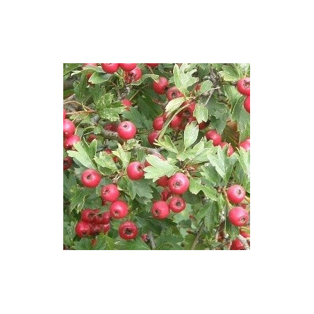 Crataegus azarolus (red)