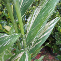 Hedychium Tahitian flame