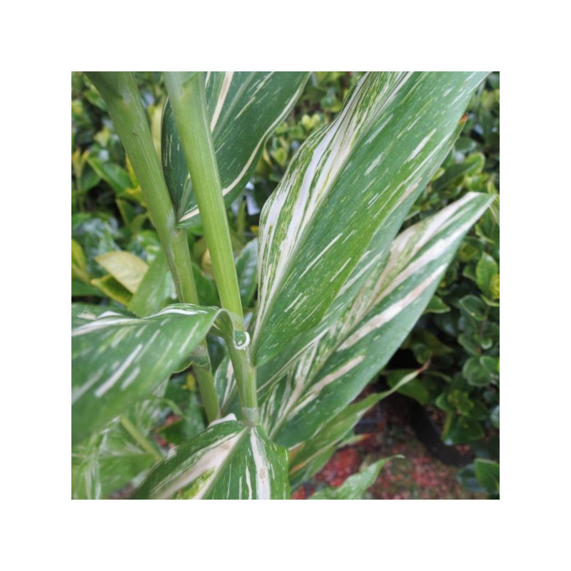 Hedychium Tahitian flame