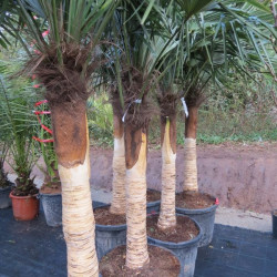 Trachycarpus fortunei dénudé