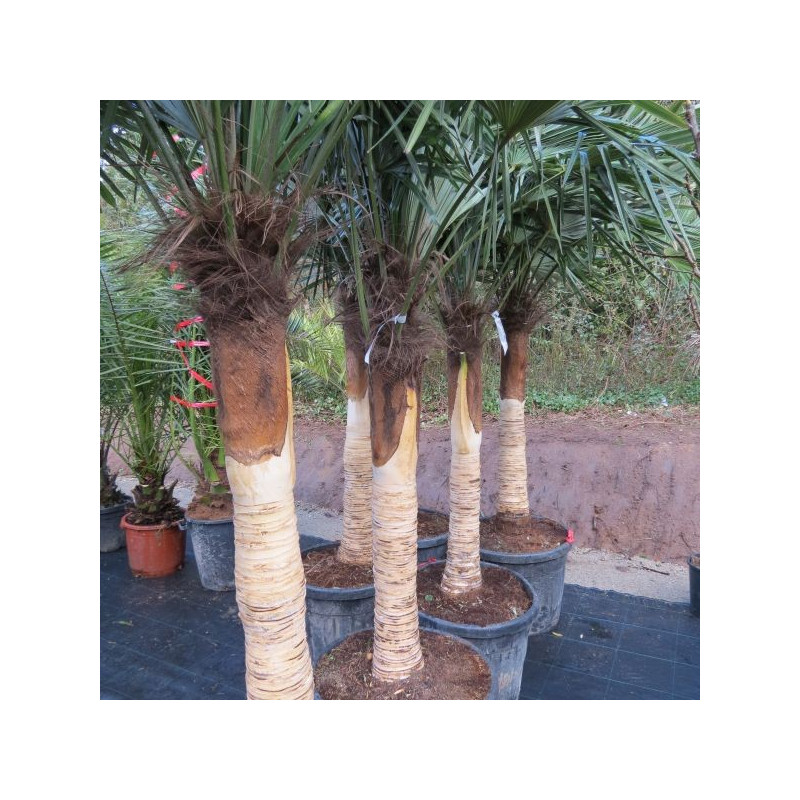 Trachycarpus fortunei dénudé