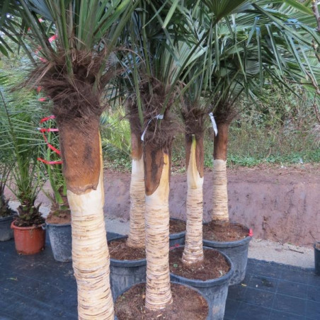 Trachycarpus fortunei dénudé