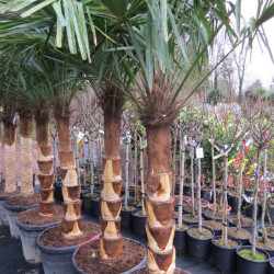 Trachycarpus fortunei (ringed trunk)