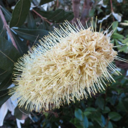 Banksia integrifolia