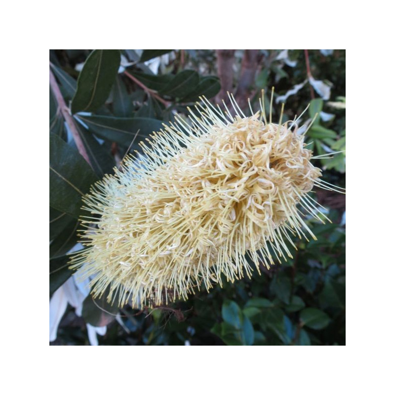 Banksia integrifolia