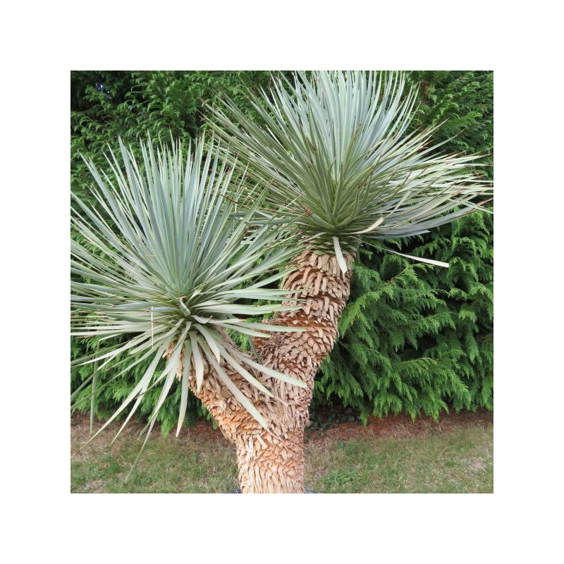 Yucca hidra 1 m 20