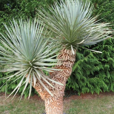 Yucca hidra 1 m 20