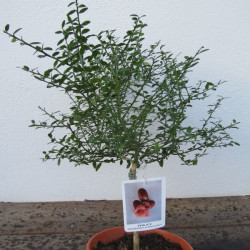 Citrus australasica pink ice