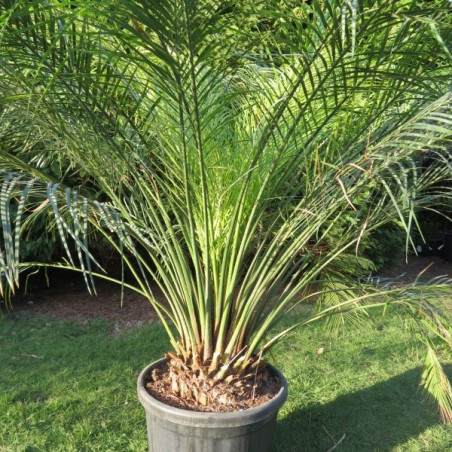 Macrozamia moorei