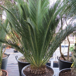 Macrozamia communis