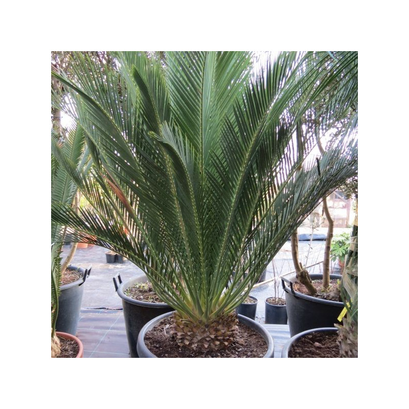 Macrozamia communis