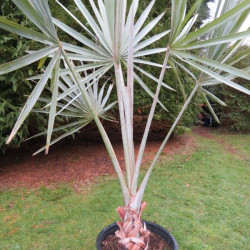 Bismarckia nobilis  25 l