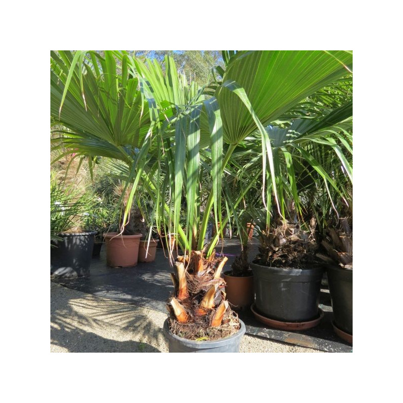 Livistona chinensis 15 l