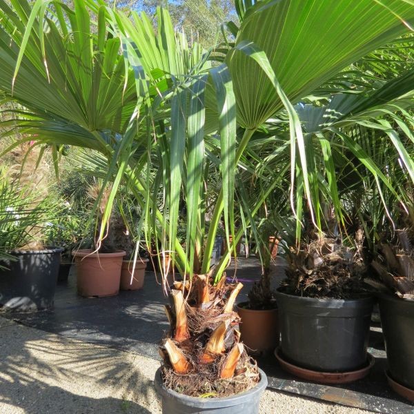 Livistona Chinensis Japanese Fan Palm