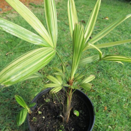 Rhapis excelsa variegata