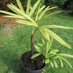 Rhapis excelsa variegata