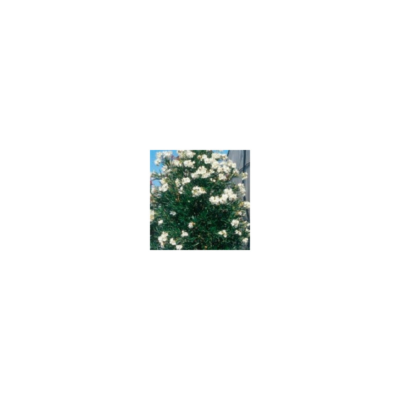 Nerium oleander Topaze