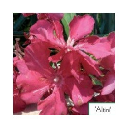 Nerium oleander Altini