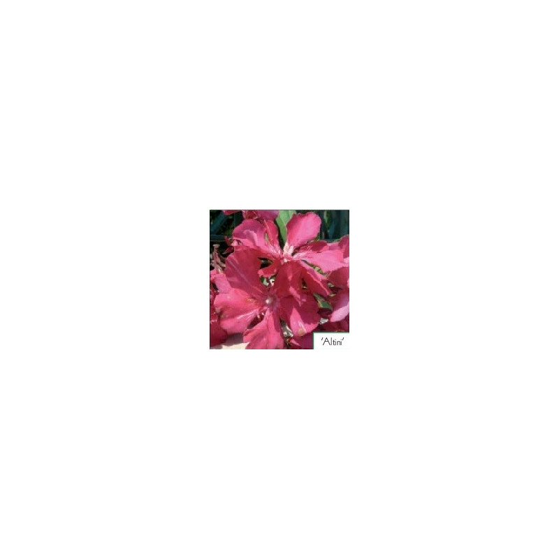 Nerium oleander Altini