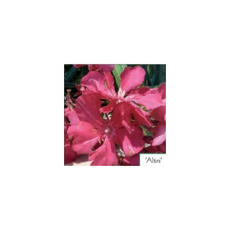 Nerium oleander Altini