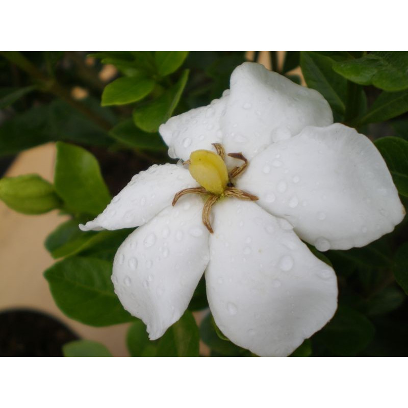 Gardenia 'Kleim's hardy' Gardenia 'Kleim's hardy'