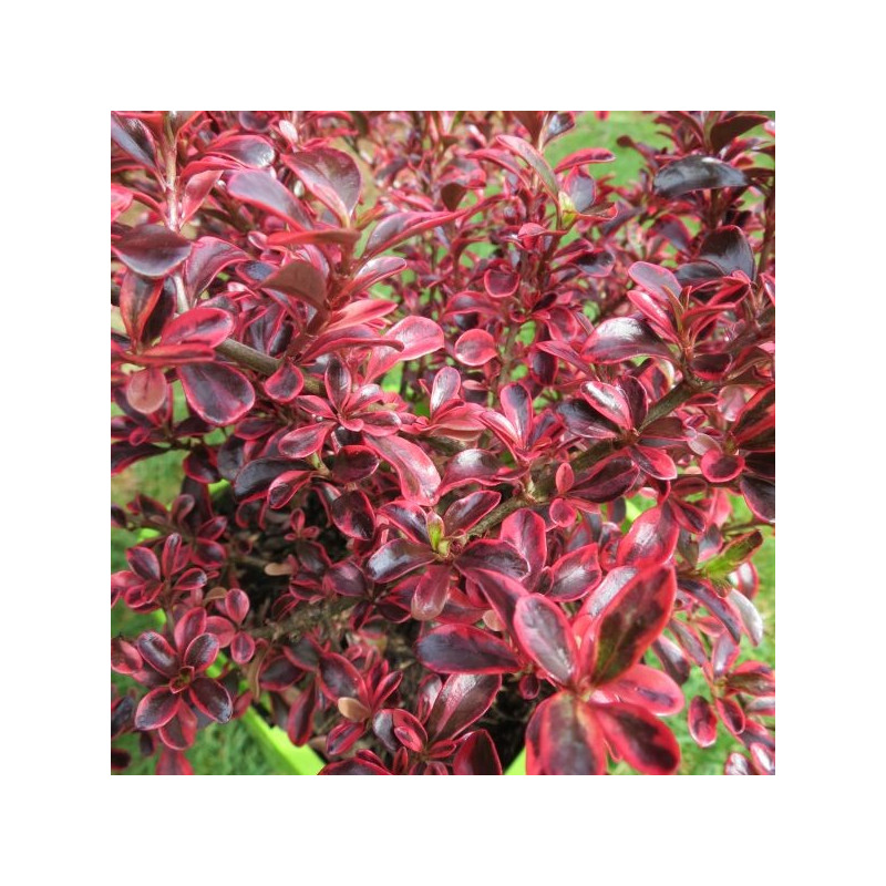 Coprosma fire burst®