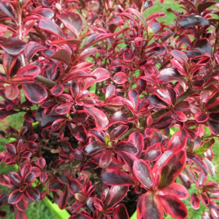 Coprosma fire burst®