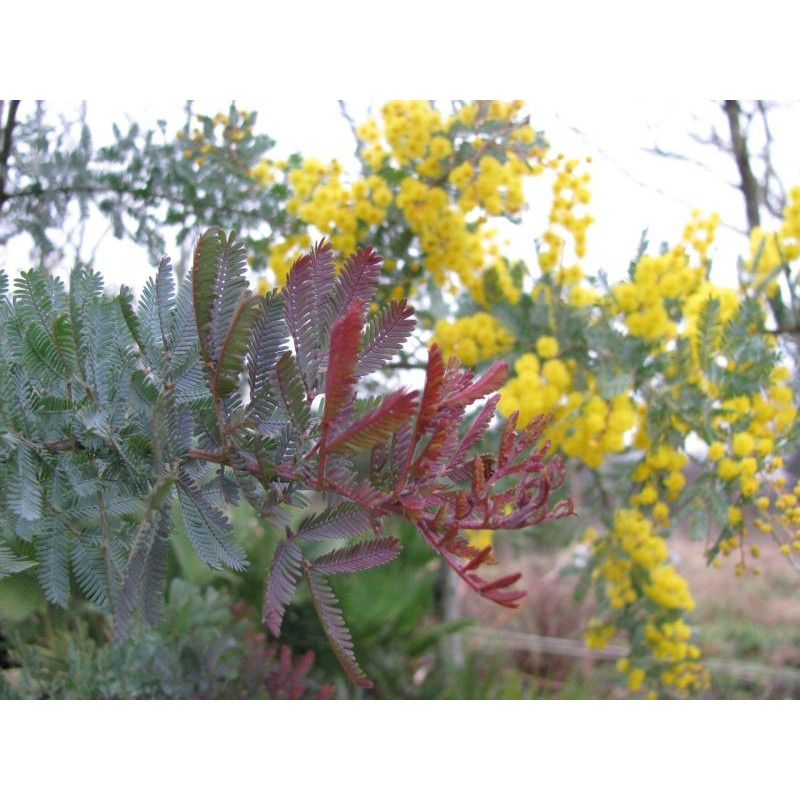 Acacia baileyana purpurea Acacia baileyana purpurea