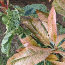 Photinia pink crispy