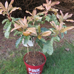 Photinia pink crispy