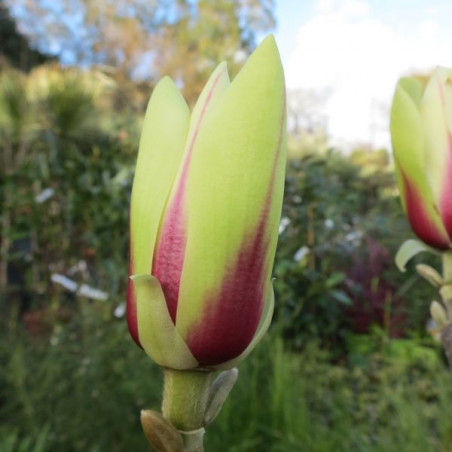 Magnolia green diamond