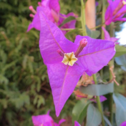 Bougainvillea spectabilis