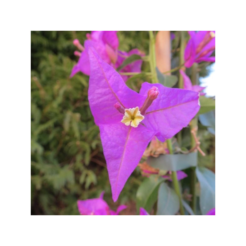 Bougainvillea spectabilis