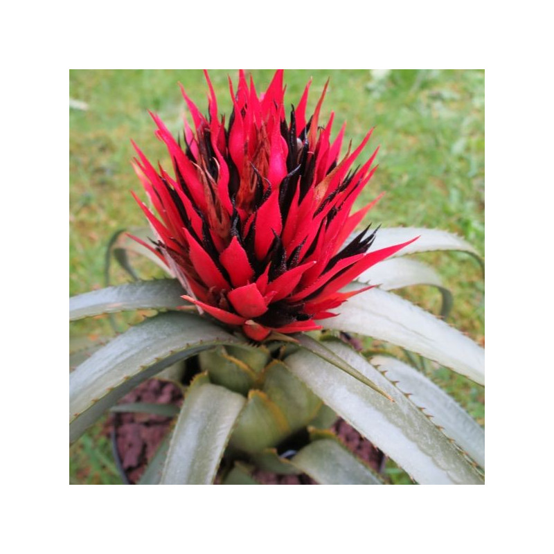 Aechmea recurvata ortgiessi Aechmea recurvata ortgiessi