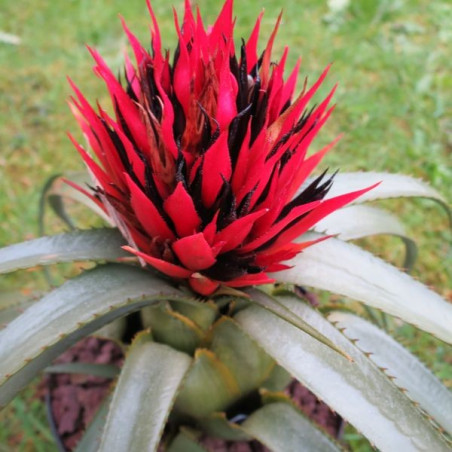 Aechmea recurvata ortgiessi