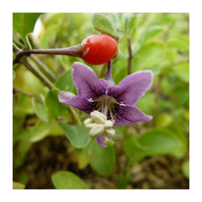 RÃ©sultat de recherche d'images pour "photo plante de goji"