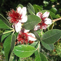 Acca sellowiana (feijoa)